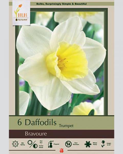 Daffodil Narcissus Trumpet Bravoure 6 Pack