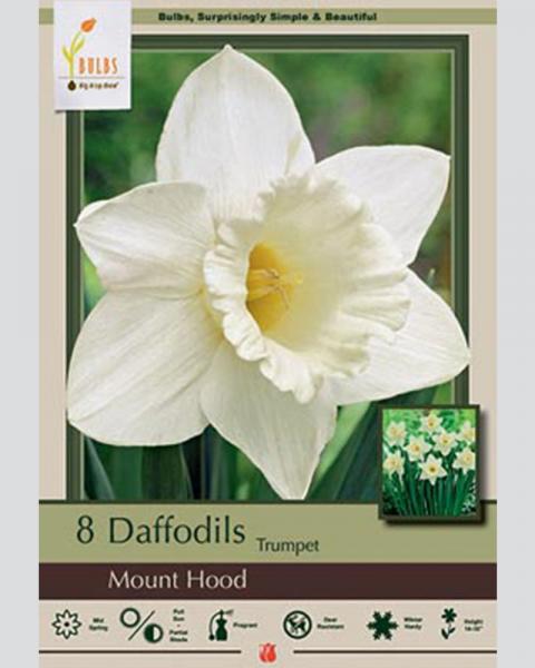 Daffodil Narcissus Trumpet Mound Hood 8 Pack