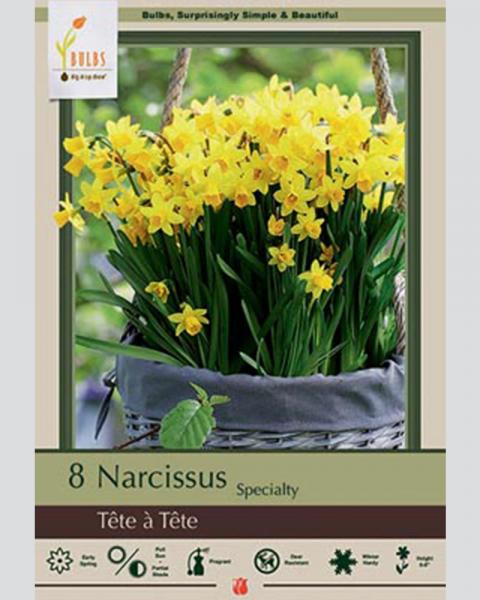 Narcissus Tete A Tete 8 bulbs/pkg