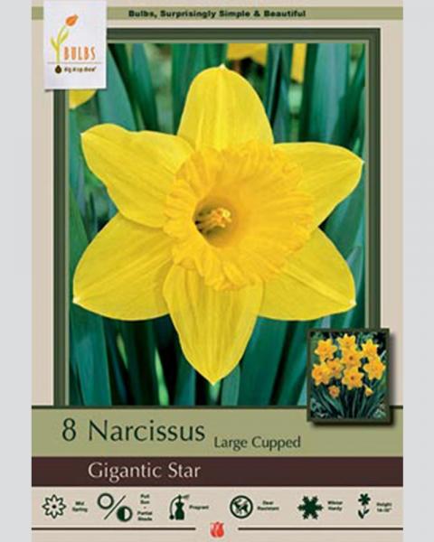 Narcissus Large Cupped Gigantic Star 8 Pack
