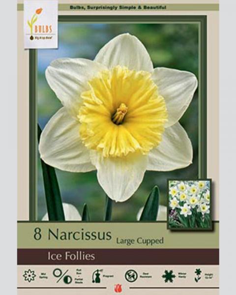 Narcissus Large Cupped Ice Follies 7 Pack