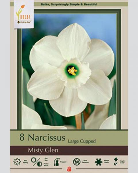 Narcissus Large Cupped Misty Glen 8 Pack