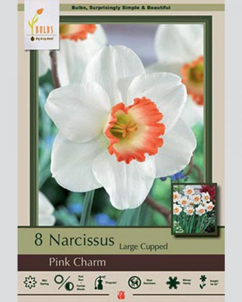 Narcissus Large Cupped Pink Charm 8 Pack