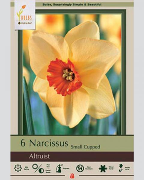 Narcissus Small Cupped Altruist 6 Pack