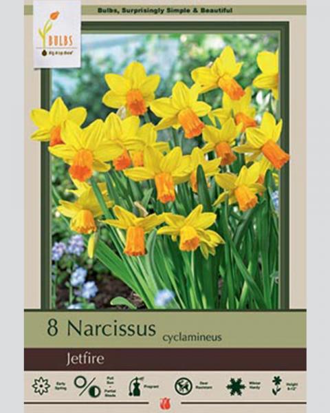 Narcissus Jetfire 8 Pack