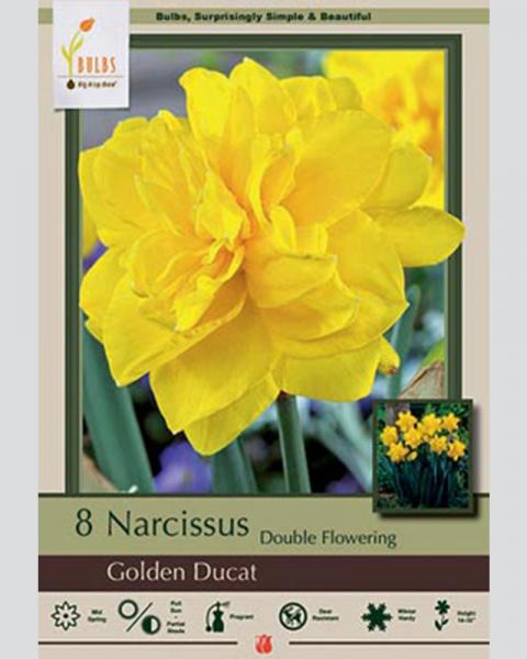 Narcissus Double Flowering Golden Ducat 8 Pack