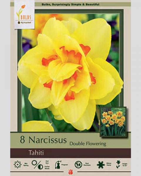 Narcissus Dbl Tahiti 8 bulbs/pkg