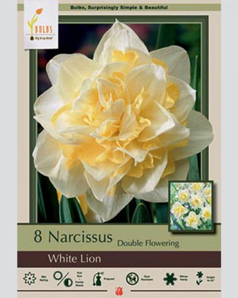 Narcissus Double Flowering White Lion 8 Pack