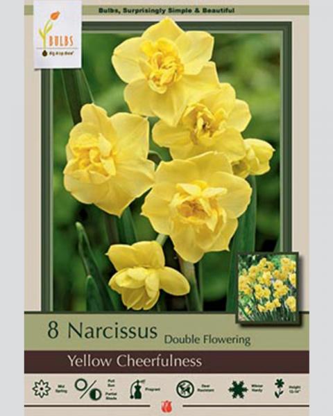 Narcissus Double Flowering Yellow Cheerfulness 8 Pack