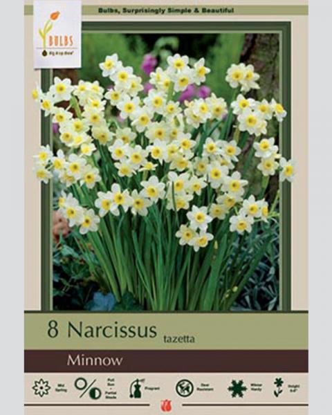 Narcissus Tazetta Minnow 8 Pack