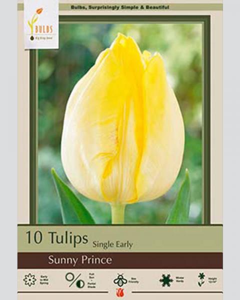 Tulip Single Early Sunny Prince 10 Pack
