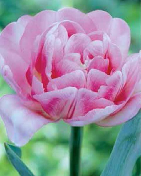 Tulip Double Early Foxy Foxtrot 8 Pack
