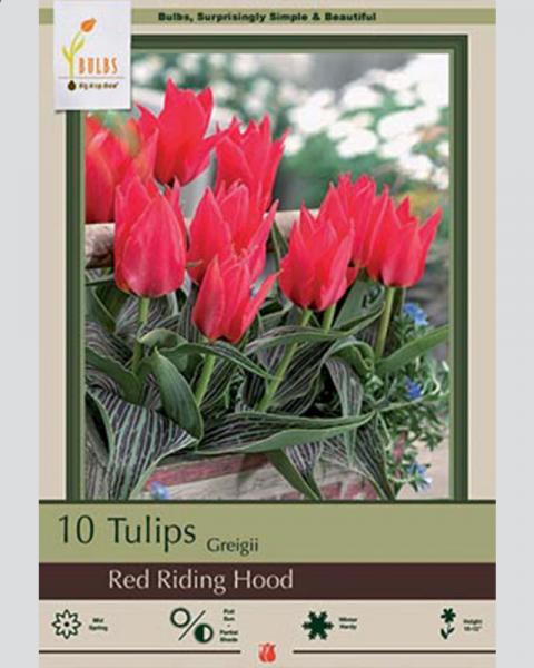 Tulip Greigii Red Riding Hood 10 Pack