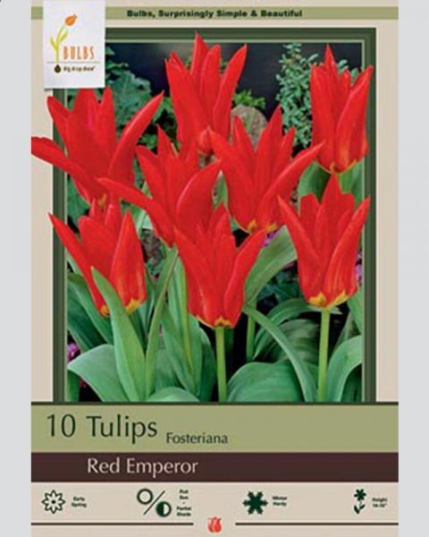 Tulip Fosteriana Red Emperor 10 Pack
