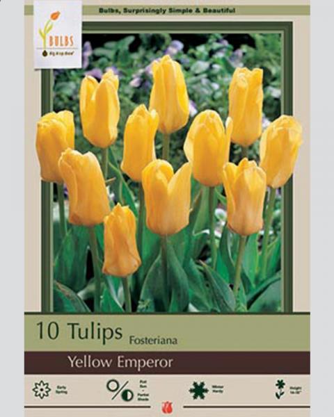 Tulip Yellow Emperor 10 bulbs/pkg