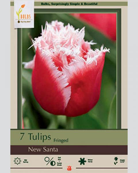 Tulip Fringed New Santa 10 Pack
