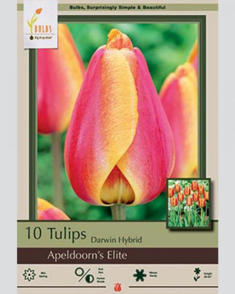 Tulip Apeldoorns Elite 10 bulbs/pkg