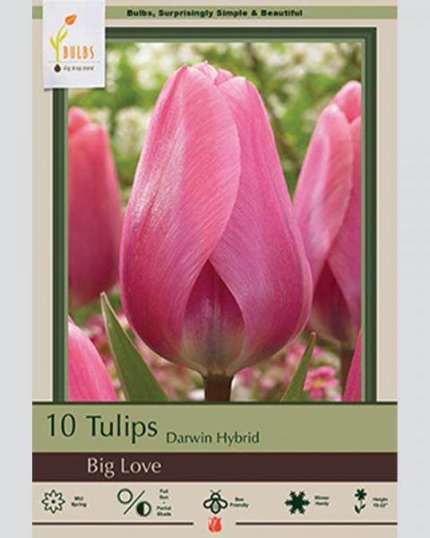 Tulip Darwin Hybrid Big Love 10 Pack
