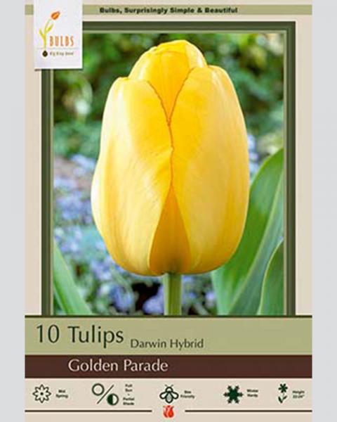 Tulip Darwin Hybrid Golden Parage 10 Pack