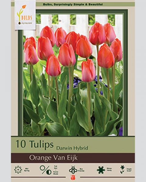 Tulip Darwin Hybrid Orange Van Eijk 10 Pack