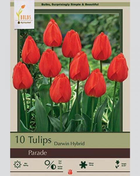 Tulip Darwin Hybrid Parade 10 Pack