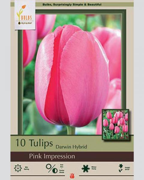 Tulip Darwin Hybrid Pink Impression 10 Pack