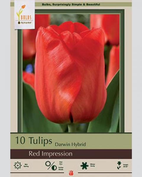 Tulip Darwin Hybrid Red Impression 10 Pack