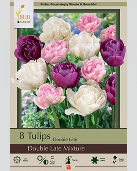 Tulip Dl Dbl Dutch Mix 8 bulbs/pkg