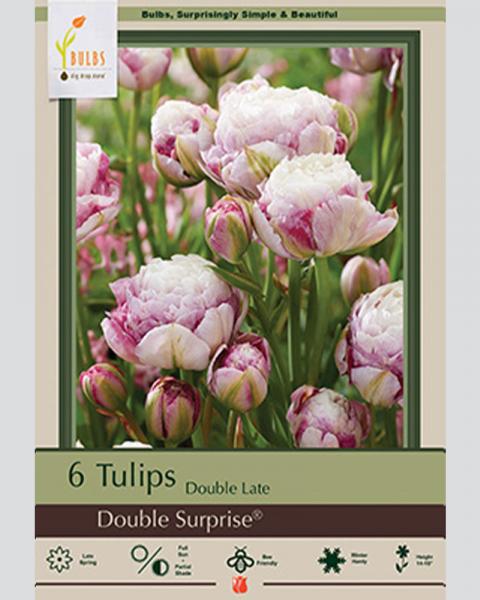 Tulip Dl Dbl Surprise 6 bulbs/pkg