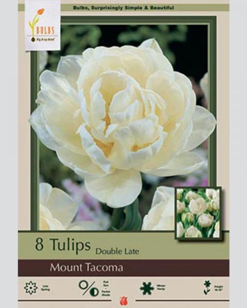 Tulip Double Late Mount Tacoma 8 Pack