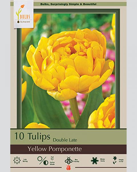 Tulip Double Late Yellow Pomponette 8 Pack