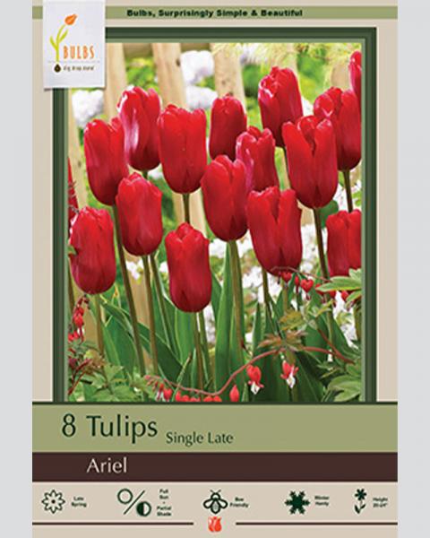 Tulip Single Late Ariel 8 Pack