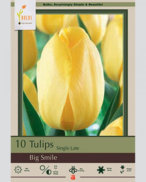 Tulip Single Late Big Smile 10 Pack