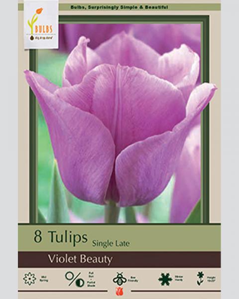 Tulip Single Late Violet Beauty 8 Pack