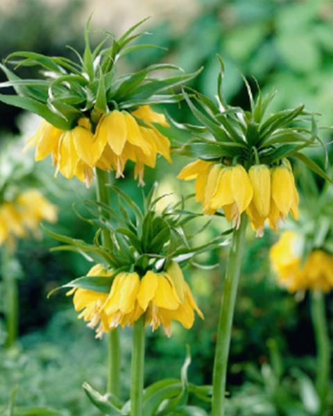 Fritillaria Yellow Crown 1 bulb/pkg