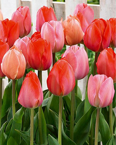 Tulip Darwin Hybrid Blush Blend