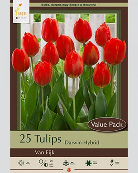 Tulip Van Eijk Value 25 bulbs/pkg