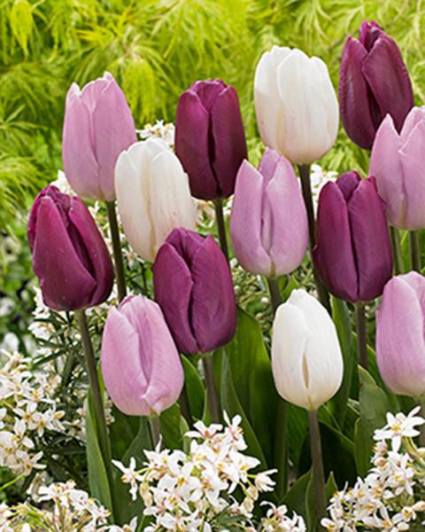 Value Pack Tulip Dutch Prince Mix 16 bulbs/pkg