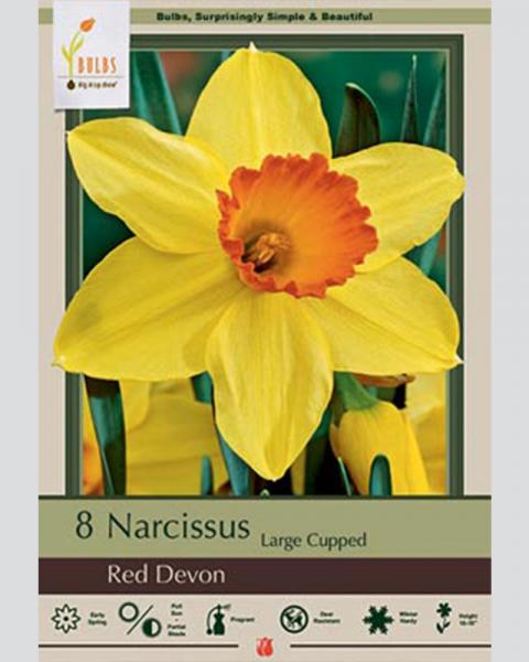 VP Narcissus Red Devon 20 bulbs/pkg