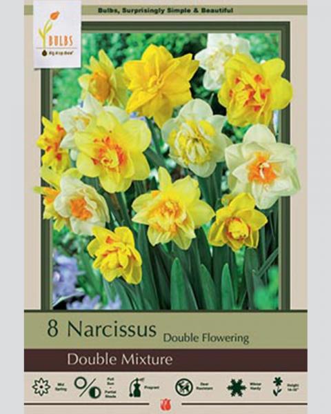 Narcissus Double Flowering Double Mixture