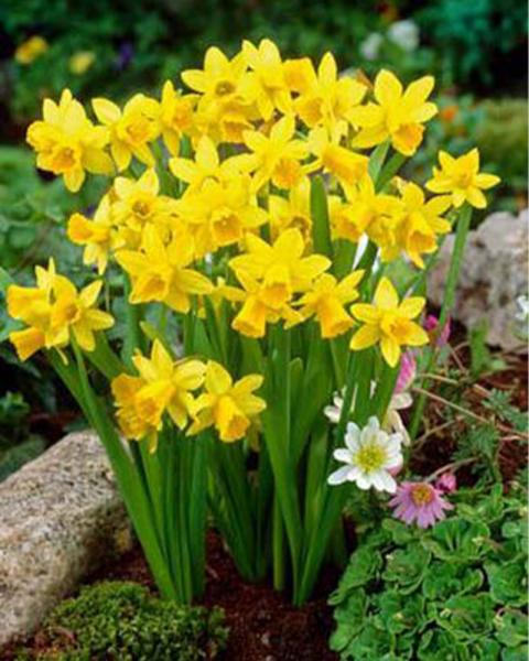 Narcissus Tete a Tete 20 Pack