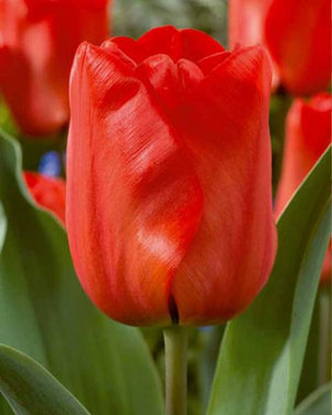 Tulip Red 50 Pack