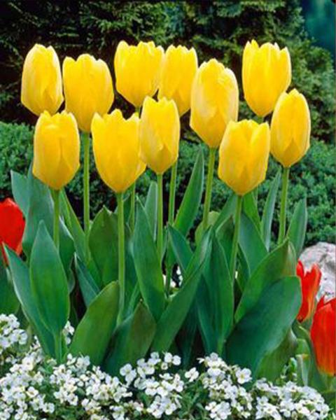 Tulip Yellow 50 bulbs/pkg