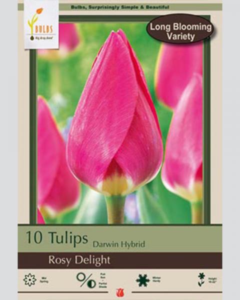 Tulip Darwin Hybrid Rosy Delight 10 Pack
