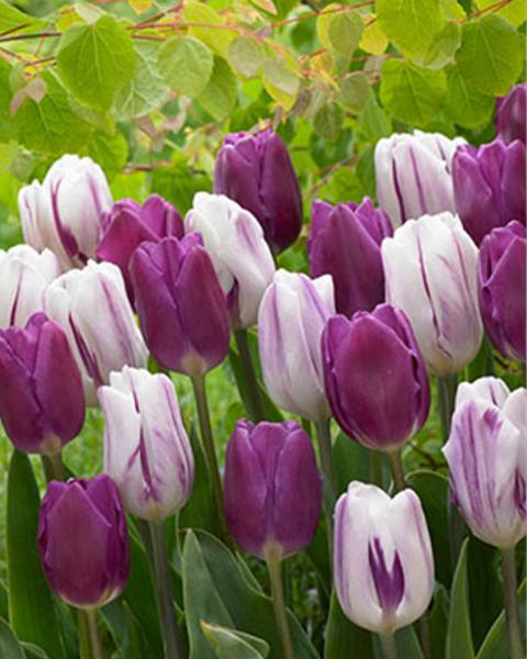Tulip Triumph Purple Blend