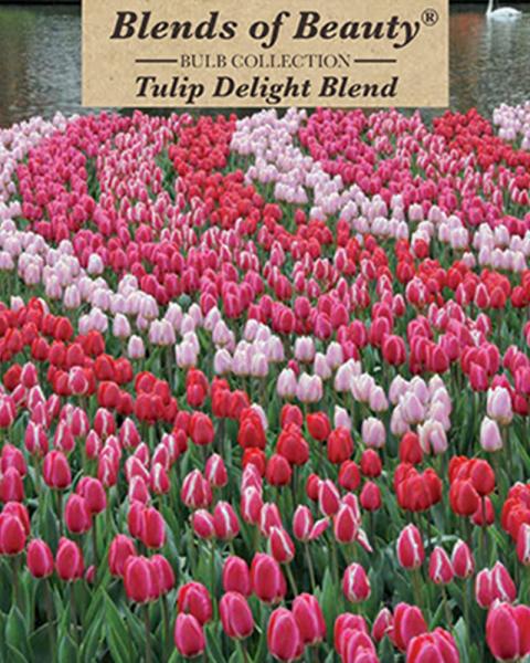 Tulip  Delight Blend 12 bulbs/pkg