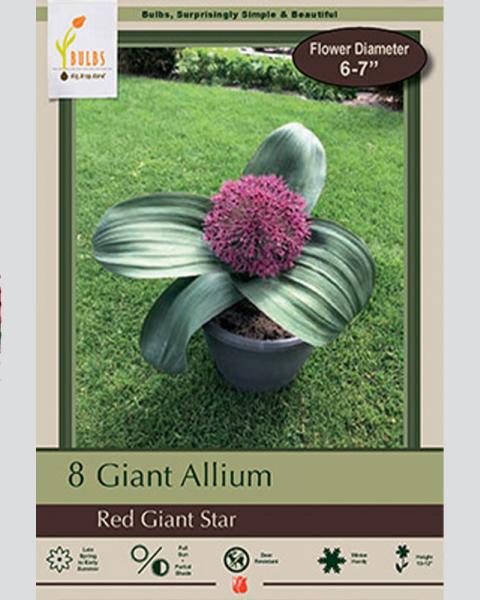 Flowering Onion Allium Red Giant Star 8 Pack