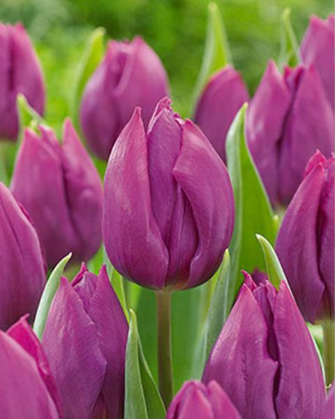 XLG TULIP PURPLE 14+ EACH