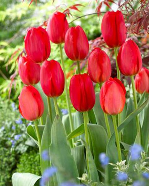 XLG RED PARADE TULIP 14+ EACH