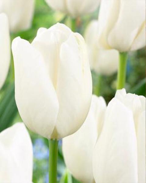 Tulip White 50 Pack